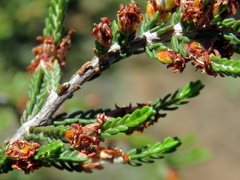Passerina montana