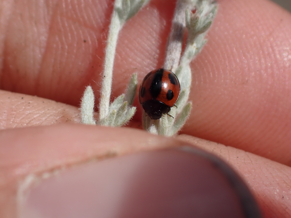 Winter Lady Beetle