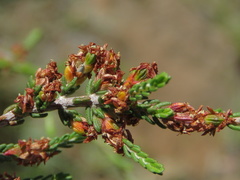 Passerina montana