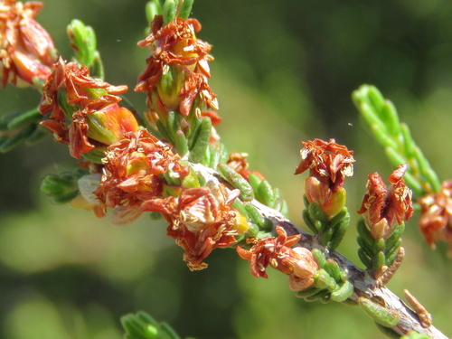 Passerina montana Thoday