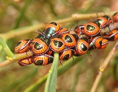 Coleotichus costatus