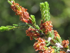 Passerina montana