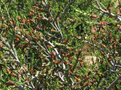 Passerina montana