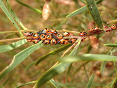 Coleotichus costatus