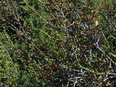 Passerina montana