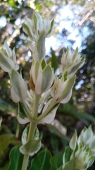 Gaertnera phyllostachya image