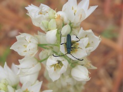 Hypocrites scabriusculus