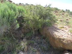 Passerina montana