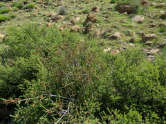 Passerina montana