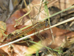 Crocothemis nigrifrons