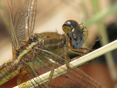 Crocothemis nigrifrons