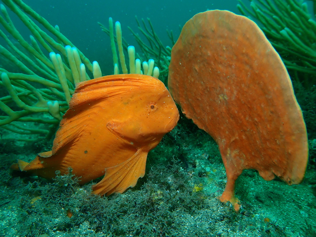 Red prowfish (Pataecus fronto) — Pataecidae