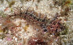 Heteroclinus roseus