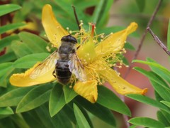 Hypericum revolutum revolutum