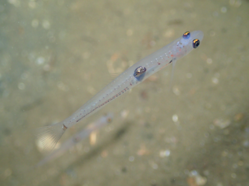 Transparent Goby, photo 2 of 9