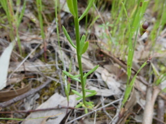Stackhousia subterranea