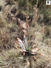 Aloe verdoorniae