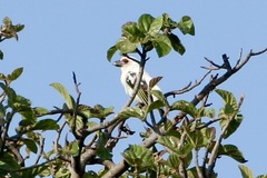 Lybius chaplini