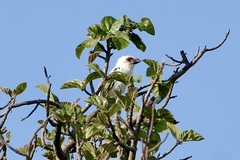 Lybius chaplini