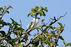 Lybius chaplini
