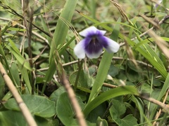 Viola banksii