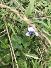 Viola banksii