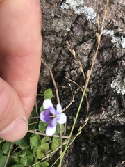 Viola banksii