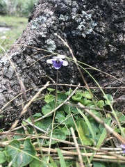 Viola banksii