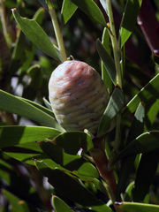 Leucadendron xanthoconus