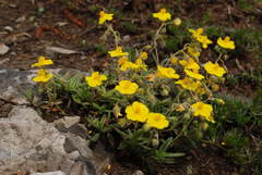 Helianthemum oelandicum