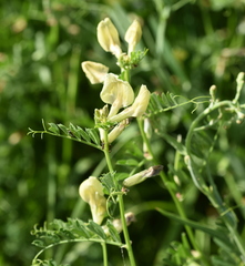 Vicia grandiflora