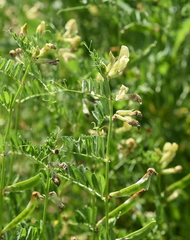 Vicia grandiflora