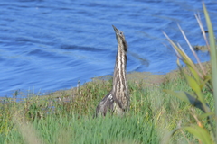 Botaurus poiciloptilus