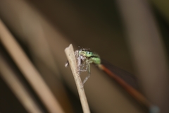 Ischnura aurora aurora