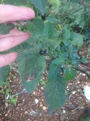 Solanum nigrum