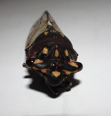 Macrotristria angularis