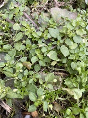Stellaria media