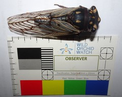 Macrotristria angularis