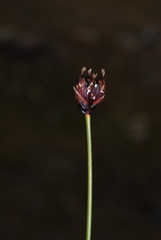 Juncus triglumis