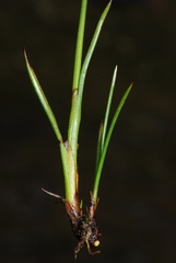 Juncus triglumis