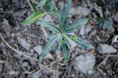 Rauvolfia verticillata