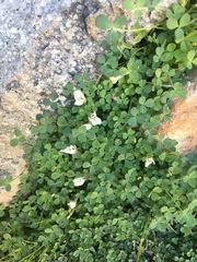 Trifolium monanthum