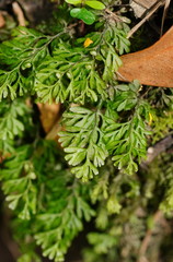 Hymenophyllum cupressiforme