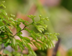 Hymenophyllum cupressiforme
