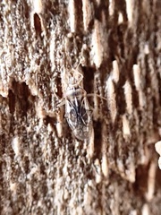 Monosteira unicostata