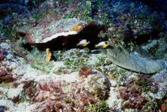 Centropyge multicolor