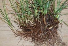 Eriophorum latifolium