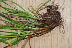 Eriophorum latifolium