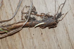 Eriophorum latifolium