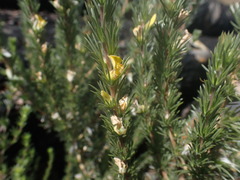 Aspalathus glabrescens